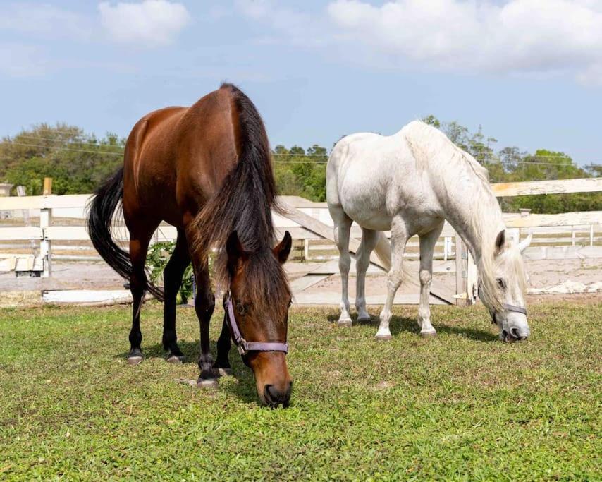 Tampa Bay Oasis Διαμέρισμα Τάρπον Σπρινγκς Εξωτερικό φωτογραφία